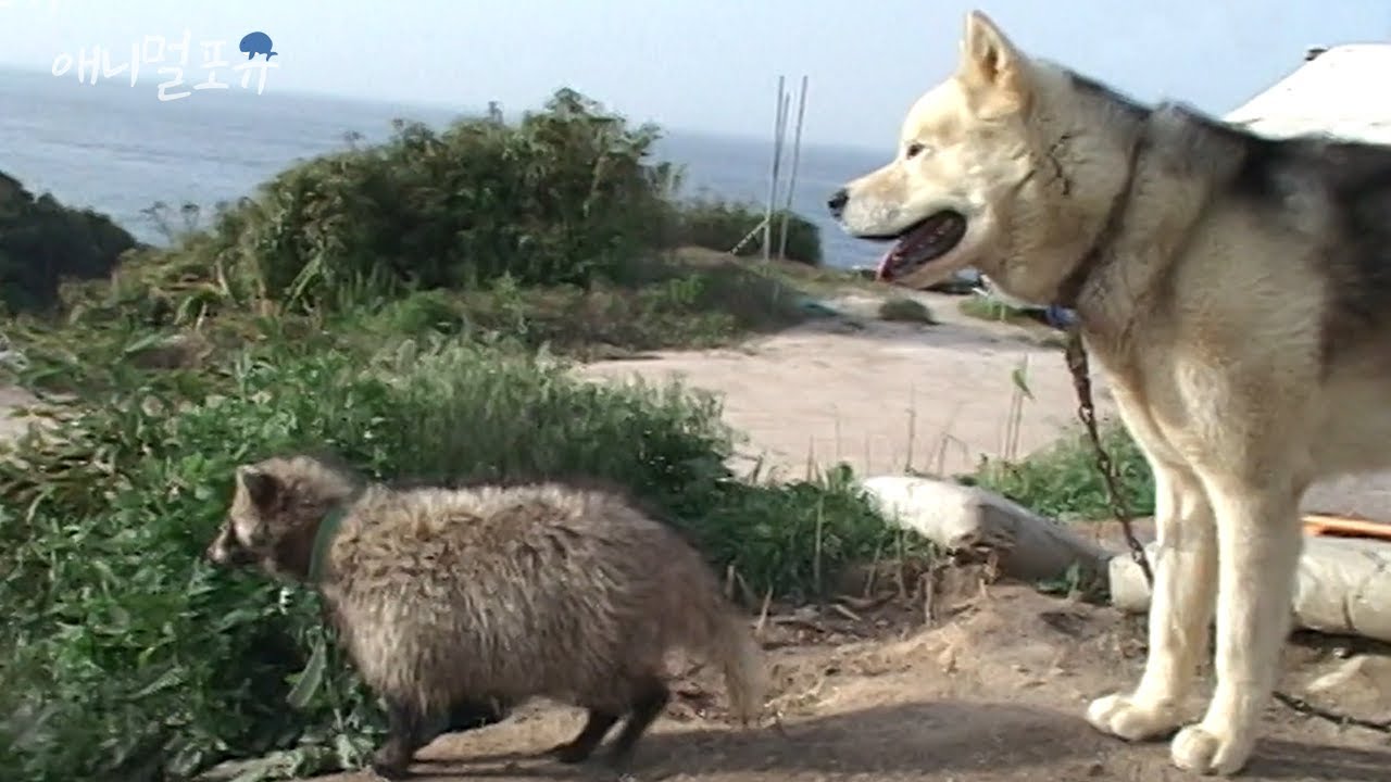 개보다 더 개같은 야생 너구리 🦝｜KBS 주주클럽 070513 방송