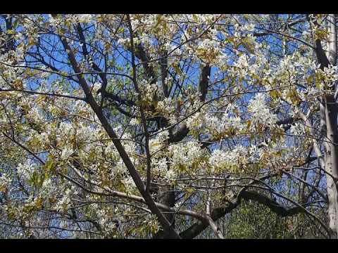 Rodica Happy birthday!