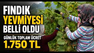 Fındık Yevmiyesi Belli Oldu Günlük Toplam Ücret 1750 TL