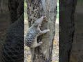 Rapid Tree Climbing Pangolin Animals