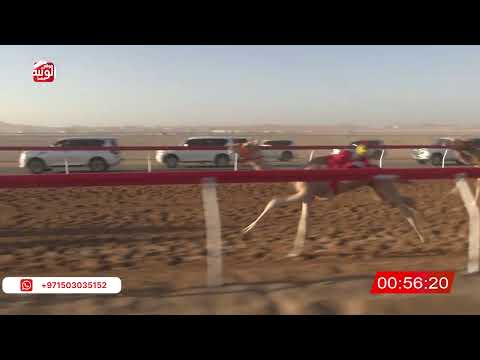   ش 14 (سمران) لـ سعيد مطر الشامسي 2:11 , شارة الصندوق 2026/06/06 فطامين الروضة   