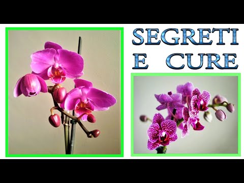 , title : 'ORCHIDEA tutti i trucchi ed i segreti per curarla, farla fiorire e riprodurre, orchidee, phalenopsis'