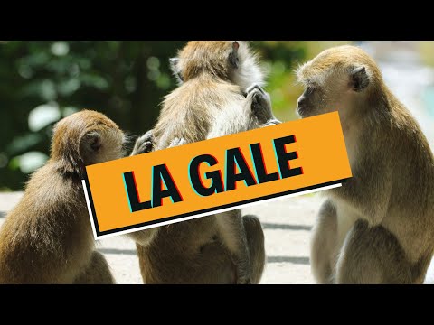 GALE : Tout savoir DEBUNKAGE - WhyDoc #4