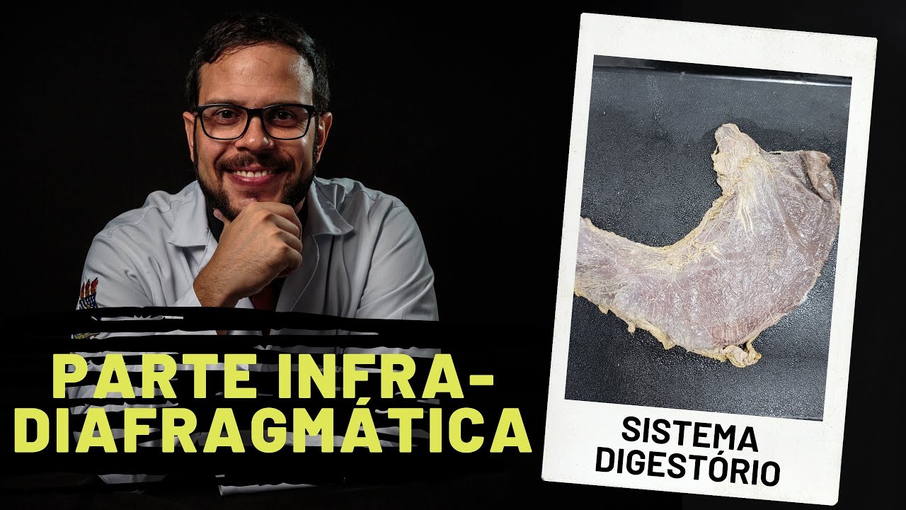 SISTEMA DIGESTÓRIO: PARTE INFRADIAGRAGMÁTICA - AULA PRÁTICA COM PROF. ANDRÉ OLIVEIRA