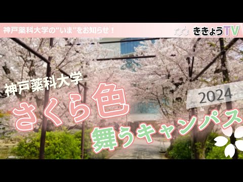 【ききょうTV】さくら色舞うキャンパス2024