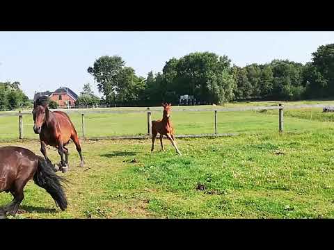 Novi (Quando Unico x All at once x Fürst Heinrich)