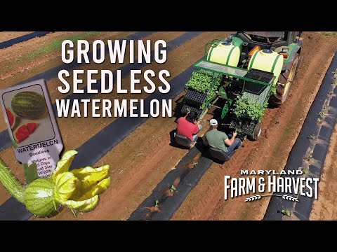 How do you Plant a "Seedless" Watermelon???  |  MD F&H