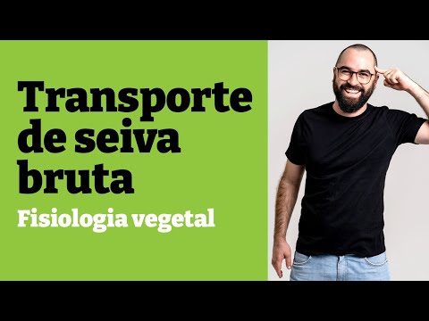 Transporte de seiva bruta [SIMPLES!] | Fisiologia vegetal - Aula 24 - Botânica | Prof. Gui