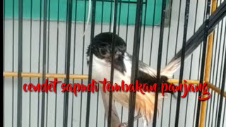 Download lagu Cendet Sapudi Materi Mewah‼️Bayak Di Cari mp3 Download lagu Cendet Sapudi Materi Mewah‼️Bayak Di Cari mp3