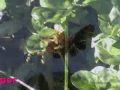 BUTTERFLIES PROVE GOD 