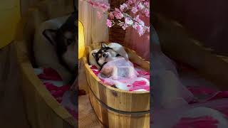 Download lagu Noble Lady Emerges from Bath | Lady Manyu & Maid Bai mp3