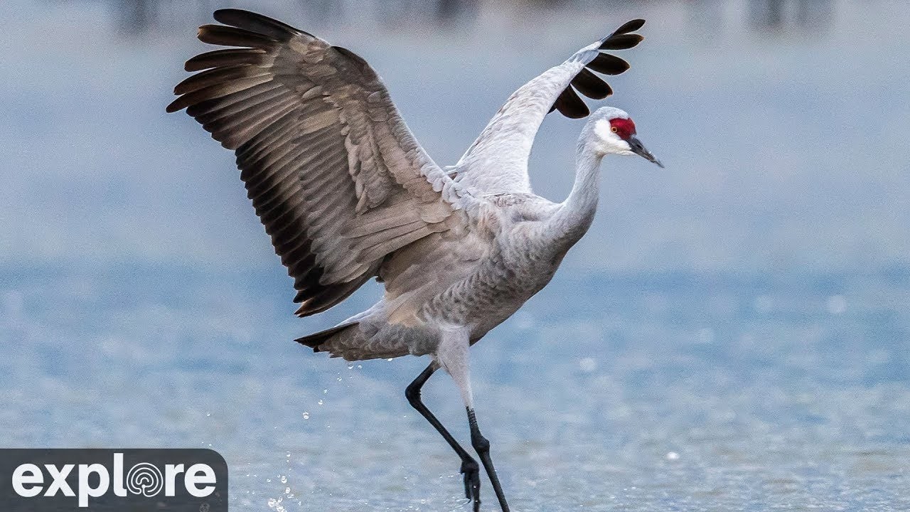 Live webcam view of Sandhill Crane Migration Cam