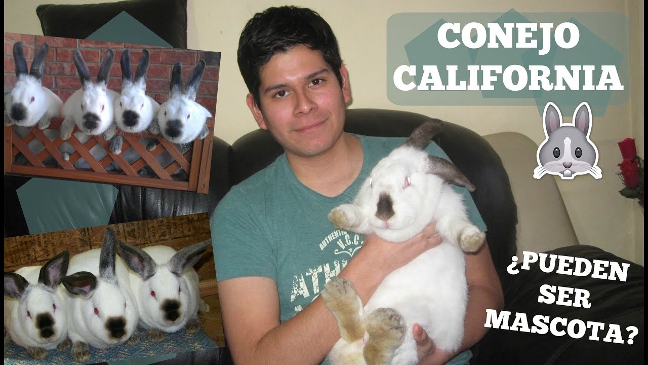 Conejo California: ¿Por qué tiene la nariz negra | Las bestias de George