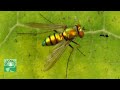 Long legged fly: Running, Grooming, vs Ant | Insect