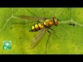 Long legged fly: Running, Grooming, vs Ant | Insect