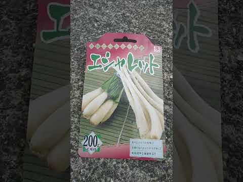 エシャロットを植える：どうやって植えるの？どの品種を選ぶべきですか？  庭園
