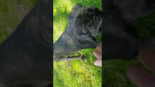 Video preview image #9 Mastiff Puppy For Sale in FULTON, NY, USA