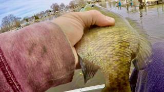 Fishing for BIG Spring Bluegills! These things get BIG BIG!