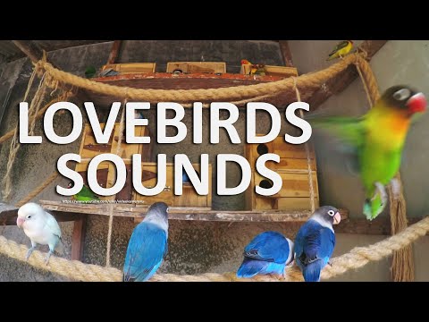 4 Hours Lovebirds Sounds - Agapornis Personatus, Agapornis Fischeri - July 4th, 2020