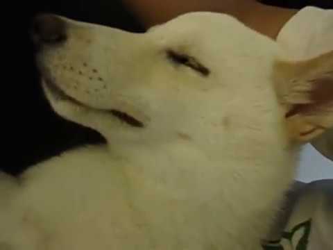 在大腿上翻身睡覺(原發表者:jimmilk7995)(影片)