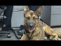 Former officer speaks out after K-9 Blitz’s death during traffic stop in Wadesboro | WSOC-TV