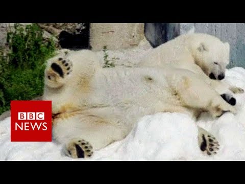 Lapland zoo polar bears enjoy snow gift- BBC News