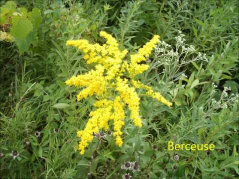 Gustaf Hägg: Berceuse