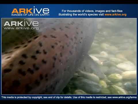 ARKive video F45C3932 CE9E 4863 82BE 2607F61B6451