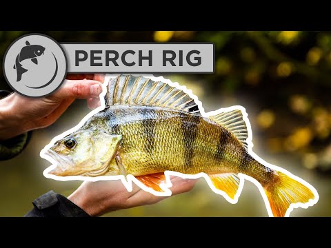 How To Tie a Simple Perch Rig - Feeder or Ledger
