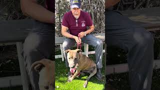 Video preview image #1 Mutt Puppy For Sale in Pasadena, CA, USA