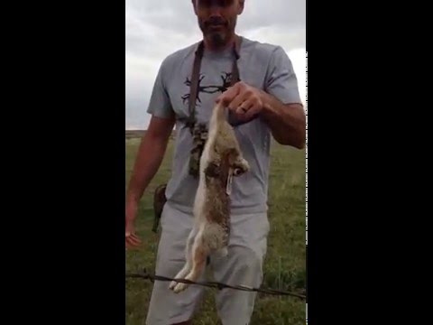 How to clean a rabbit in 7 seconds - YouTube