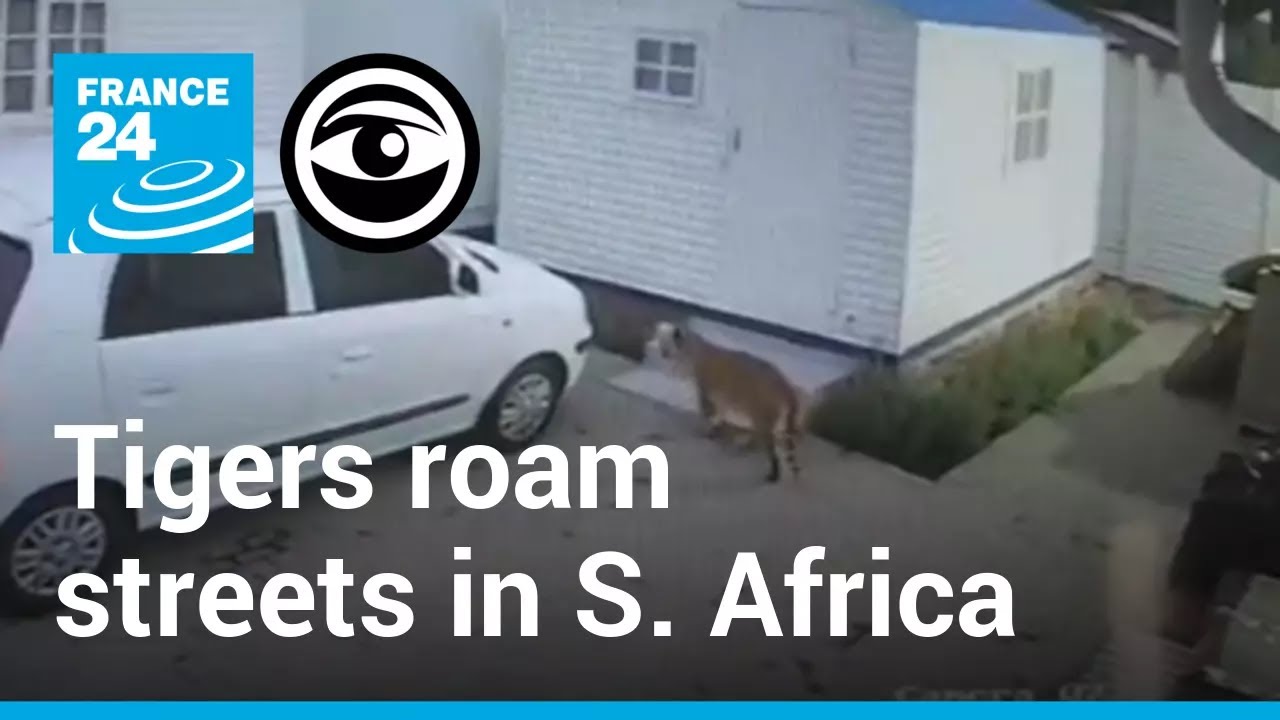 How many tigers are there in South Africa? Tipseri