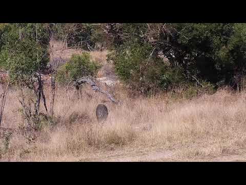 Djuma: Warthogs - 14:01 - 06/25/21