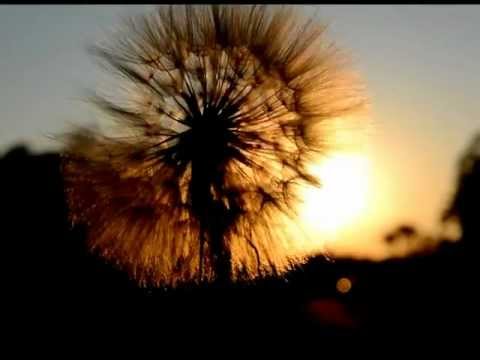 Liza van Deventer video.