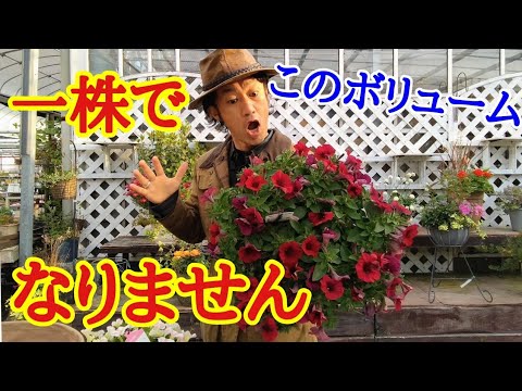 園芸 ペルシャヒョウモン