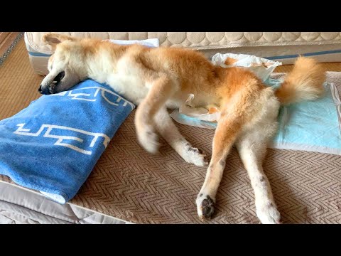 高齢犬が家の中を走り回るのはなぜ?