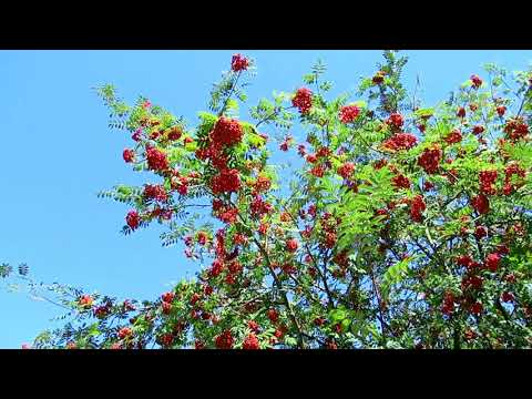 download lagu mp3 mp4 Strange Fruit Drive, download mp3 Strange Fruit Drive free download, download mp3 Strange Fruit Drive