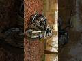 Royal Enfield Classic 350 Emerald Green Bikes Bullet Newbullet350 Bullet Royalenfieldbullet