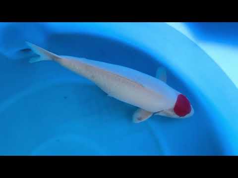 JKS-449 Tancho Kohaku  62 cm