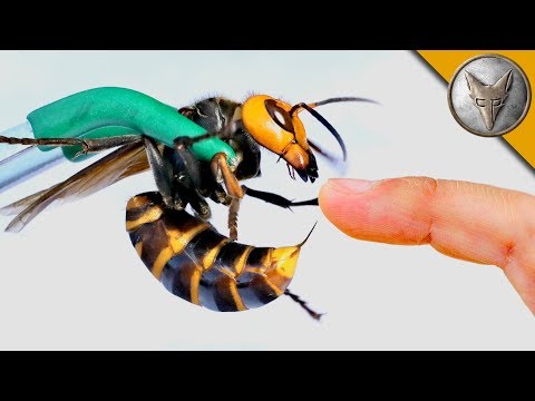 Japan's Murder Hornets Have Reached The US &mdash; Here's Coyote Peterson Letting Himself Get Stung By One