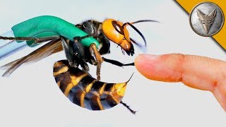 STUNG by a GIANT HORNET Mp4 3GP & Mp3