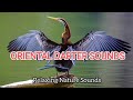 oriental darter sounds