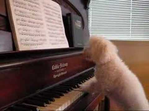 Dogs playing piano