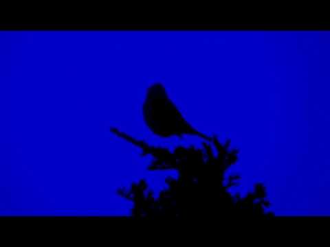 KALEIDOSCOPE WONDERS - (Zach Bush/Neelix/Phaxe/Ghost rider/The Gardener & The Tree)