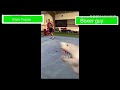 Shark Puppet Vs Boxer With Healthbars