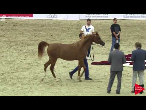 148 D SHALLAL Sharjah International 2018