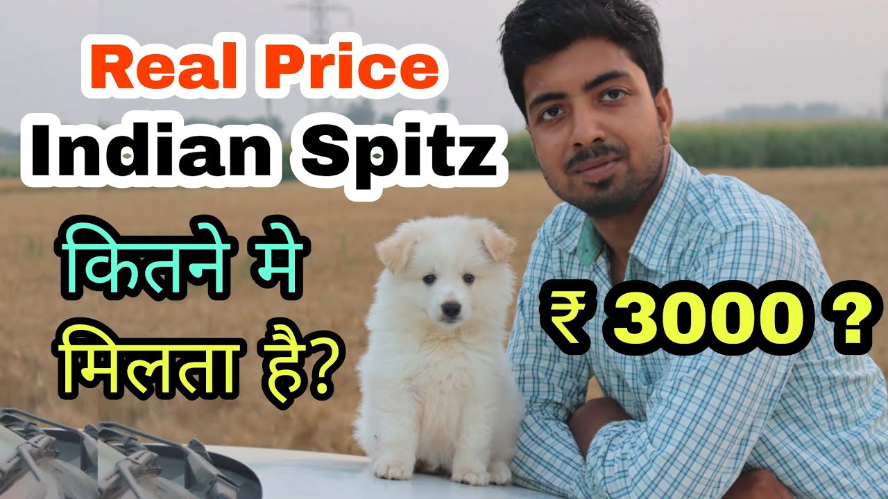 Bhalu baccha || Indian spitz puppy real price in india 😍😀