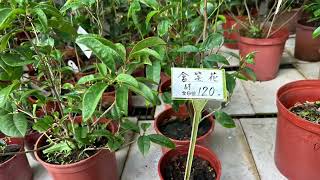 2025年3月21日～23日【復興鄉買香菇🍄‍🟫+選盆栽】