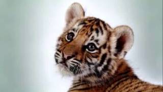 NORMAN CONNORS.....SING A LOVE SONG....