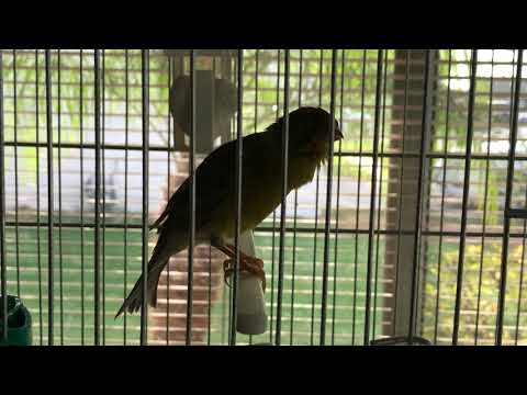 download lagu mp3 mp4 Spanish Timbrado Canary, download mp3 Spanish Timbrado Canary free downloadn, video klip Spanish Timbrado Canary